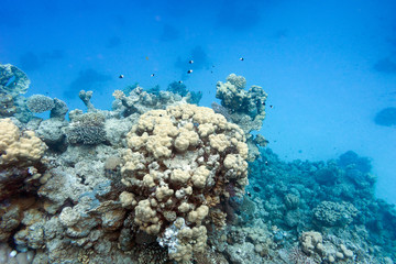 Naklejka na ściany i meble coral reef on the bottom of tropical sea, underwater