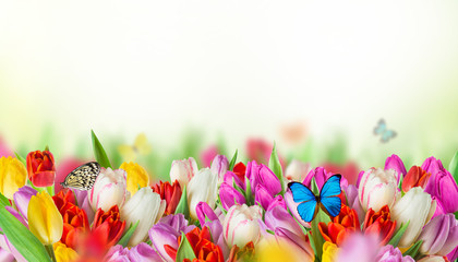 Fototapeta na wymiar tulips over blurred green background