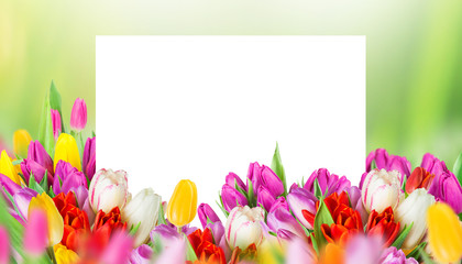 tulips over blurred green background