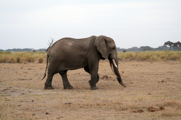 Fototapeta premium Elephant kenyan de profil