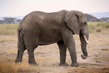 Fototapeta na wymiar Elephant de profil zoom