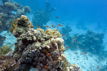 Naklejka na ściany i meble coral reef at the bottom of tropical sea