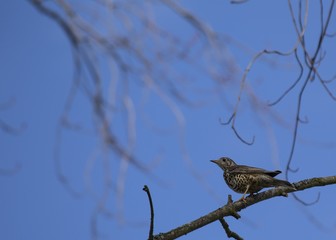 Mistle Thrush