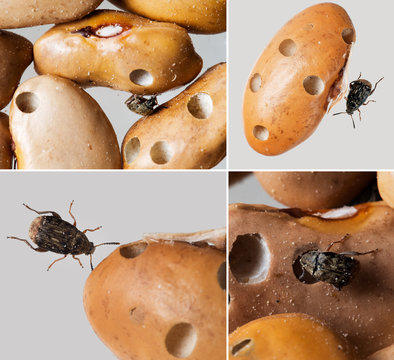 Bean weevils with damaged beans. Aka seed-beetles or bean beetle