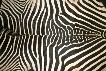 Gordijnen Zwart-wit structuurpatroon van een originele zebrahuid © acceptfoto