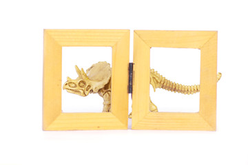 Dinosaur skeleton model on wood frame isolated on white - Stock