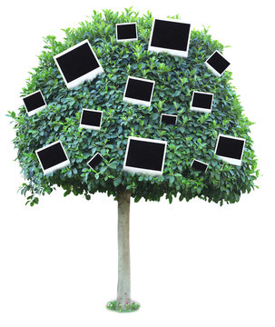 Big green tree with photo cards on it isolated on white