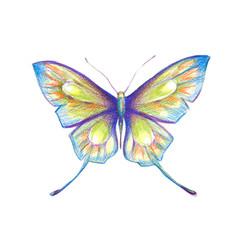 butterflies design