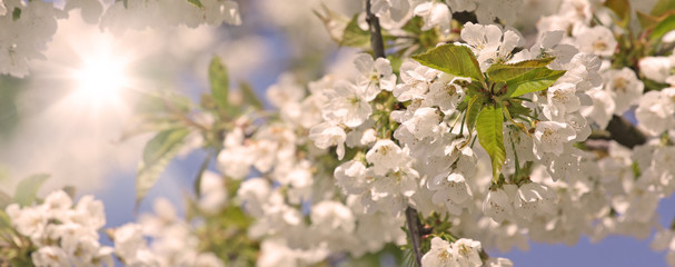 Kirschblüten im Frühling