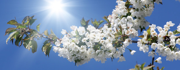 Kirschblüten im Frühling
