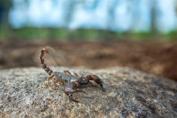 scorpion