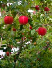 Vertical composition industrial apple orchard fruit trees