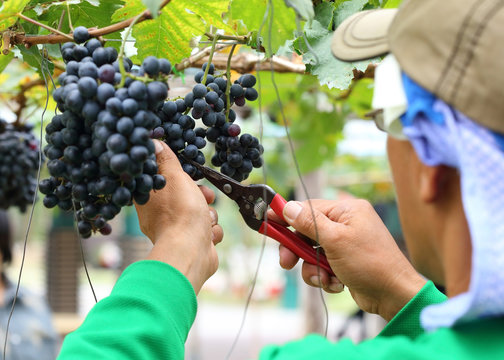 man worker picking grape during harvest