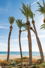 Obraz premium Palm trees