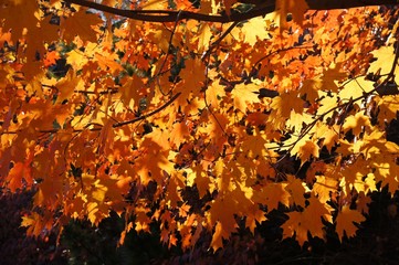 Yellow leaves.