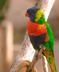 Lorikeet