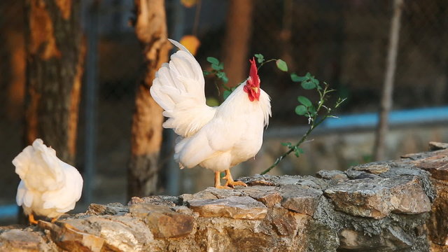 white bantam