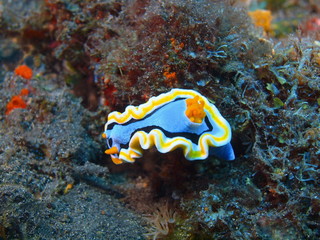 True sea slug, Island Bali, Tulamben