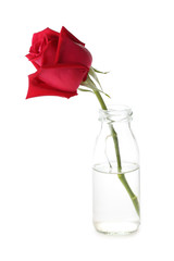 Fototapeta premium red rose flower in glass vase isolated on white background