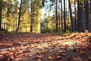 golden autumn landscape Indian summer