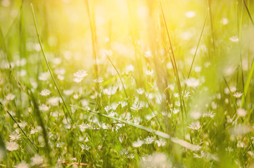 Green grass on the field