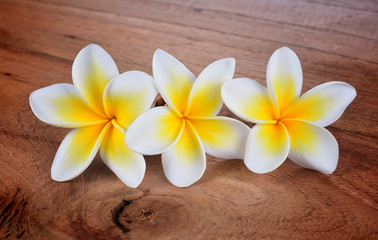 Fototapeta na wymiar frangipani flower on a wooden background