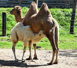 Young camel with her mother © majorosl66