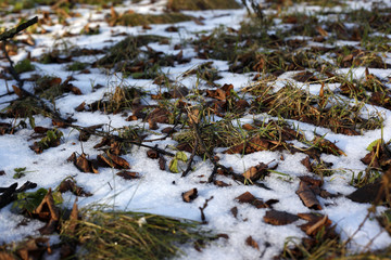 Melting snow on green grass