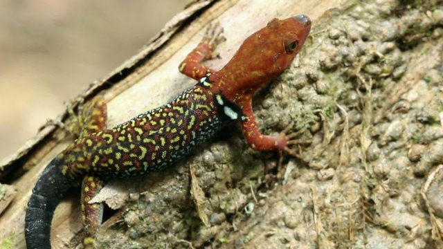 Collared Gecko (Gonatodes concinnatus), male