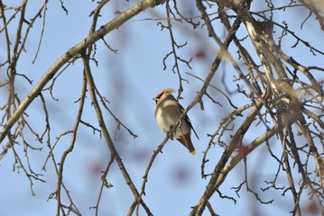Свиристель