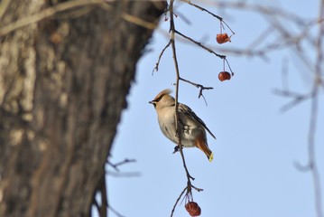 Свиристель