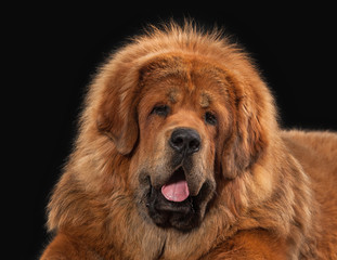 Dog. Tibetan mastiff on black background