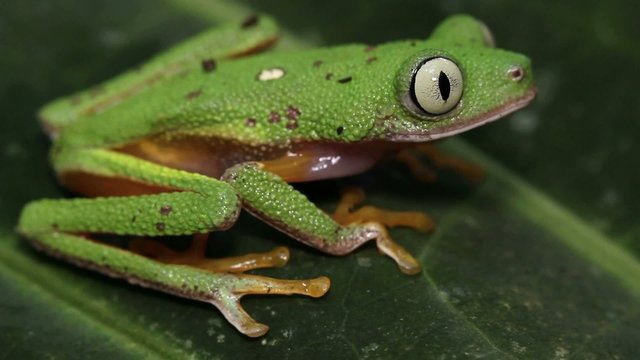 Leaf Frog (Agalychnis hulli) in rainforest, Ecuador
