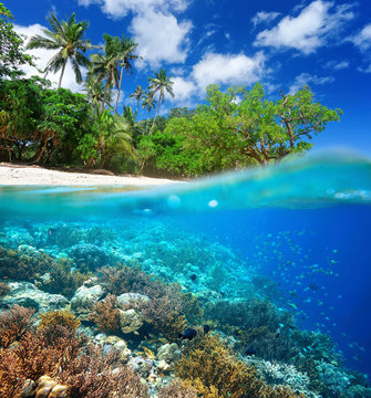 Fototapeta Coral reef in tropical sea.