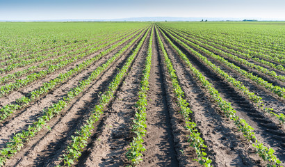 Fototapeta na wymiar Soybean field rows