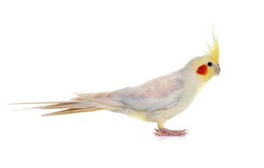 Cockatiel