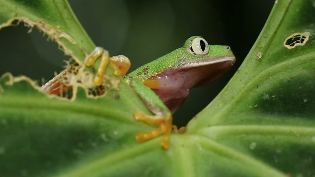 Leaf Frog (Agalychnis hulli) in rainforest, Ecuador