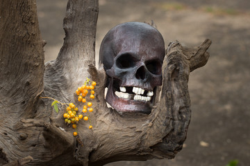 Still life, skull in the backyard and log in the park