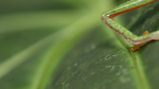 Leaf Frog (Agalychnis hulli) in rainforest, Ecuador