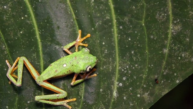 Leaf Frog (Agalychnis hulli) in rainforest, Ecuador