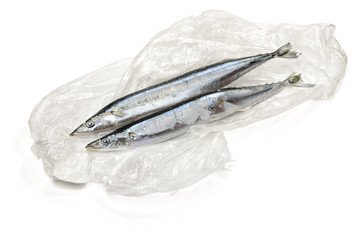 Frozen Pacific Saury, also known as Cololabis saira,  on  a cellophane bag, isolated on white background