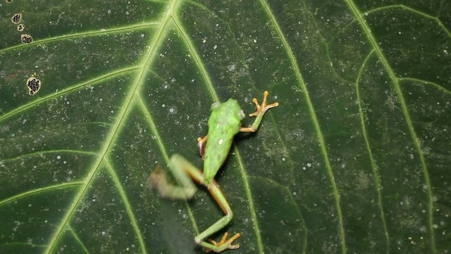 Leaf Frog (Agalychnis hulli) in rainforest, Ecuador