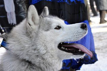 One of husky sled dog leash with protruding tongue