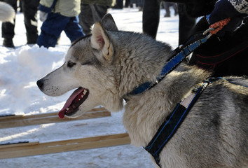 One of husky sled dog leash with protruding tongue