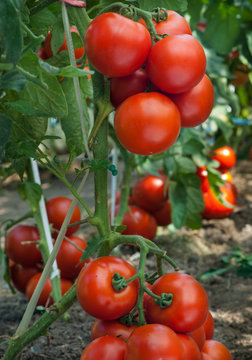 Growth tomato