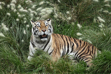 tiger resting