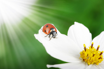 Ladybug