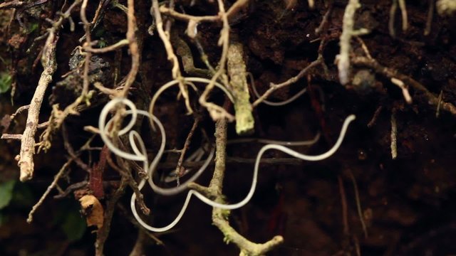 Nematode worm (roundworm)