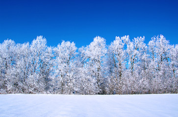 Frosted trees