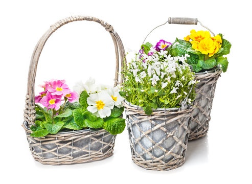 Fr&uuml;hlingsdekoration, Blumenschmuck